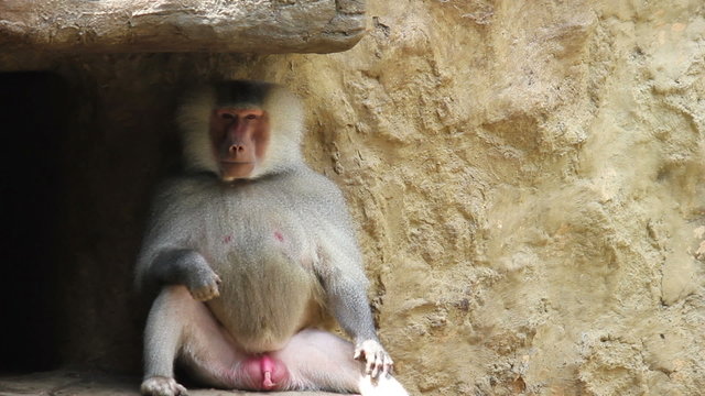 monkey 01