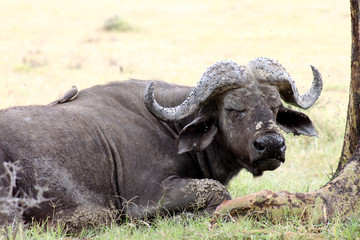 Obraz premium bufalo