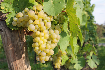 Weinbeeren