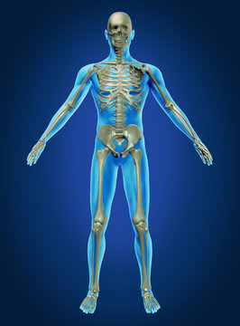 Human Body and Skeleton