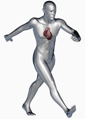 Corpo umano cuore