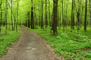 Fototapeta na wymiar green summer forest