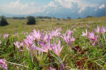purple crocus flower meadow in springtime in the carpathian mountains