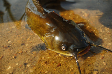 cat fish in shallow water