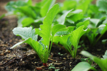 bright green radish plants growing in organic soil