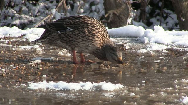 Duck looking for food in snowy, slushy water.
