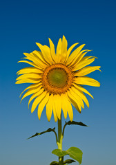 blooming sunflower over blue sky