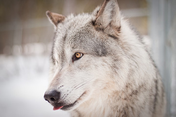 wolf portrait