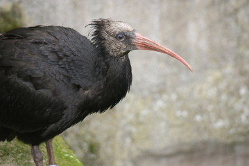 Waldrapp Ibis - Geronticus eremita