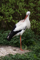 White Stork - Ciconia Ciconia