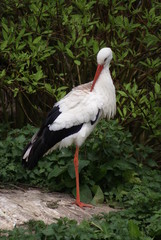 White Stork - Ciconia Ciconia
