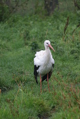 White Stork - Ciconia Ciconia