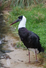 Woolly-necked Stork - Ciconia episcopus