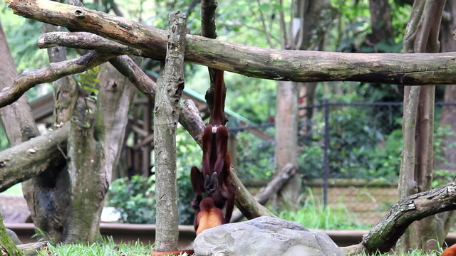 monkeys 03