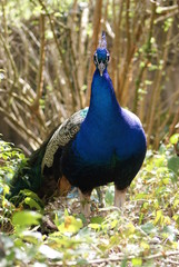 Fototapeta premium Indian Peafowl - Pavo Cristatus