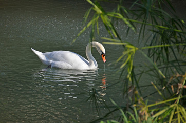 swan swimming in the lake