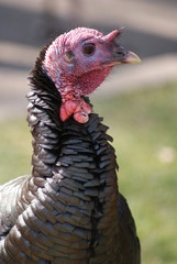 Wild Turkey - Meleagris gallopavo