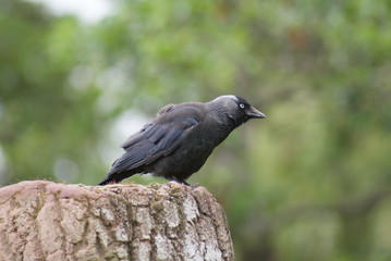 Jackdaw - Corvus monedula