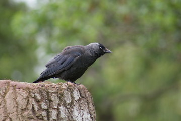 Jackdaw - Corvus monedula