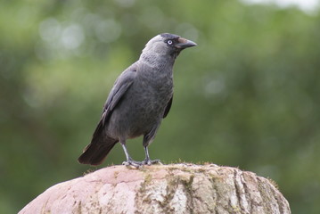 Jackdaw - Corvus monedula