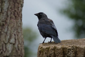 Jackdaw - Corvus monedula