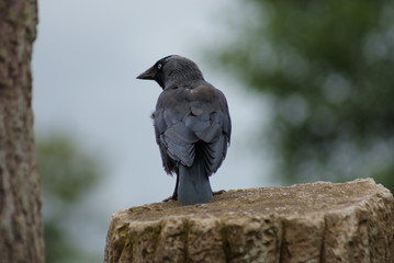 Jackdaw - Corvus monedula