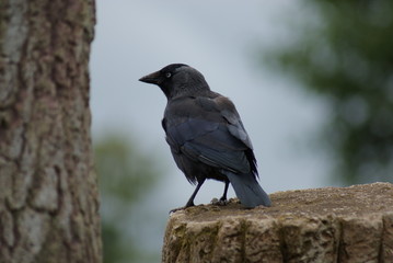 Jackdaw - Corvus monedula