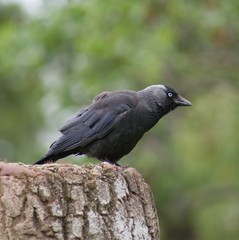 Jackdaw - Corvus monedula