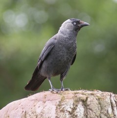 Jackdaw - Corvus monedula