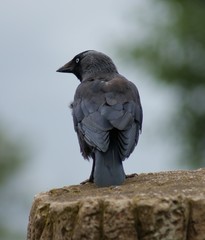 Jackdaw - Corvus monedula