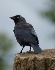 Jackdaw - Corvus monedula