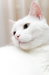 Fototapeta premium Portrait of white cat with different eyes. Blue and Green.