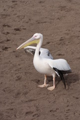 Fototapeta na wymiar Great White Pelican - Pelecanus onocrotalus