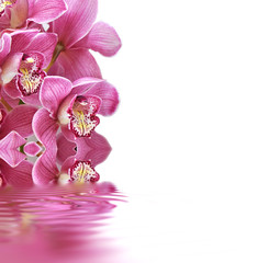 Obraz na płótnie Canvas Orchideen, Cymbidium, Wellness