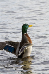 Mallard Duck