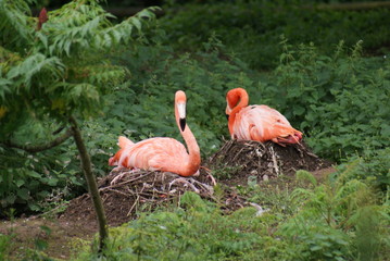 American Flamingo - Phoenicopterus ruber