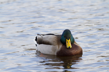 Mallard Duck