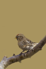 Redpoll (Carduelis flammea)