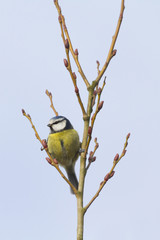 Blue Tit (Parus caeruleus)