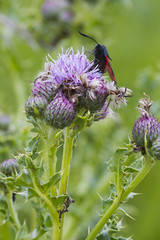 Thistle flower