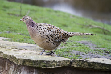 Pheasant (Phasianus colchicus)