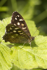 speckled wood butterfly