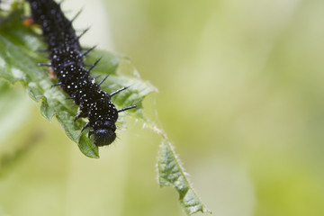 caterpillar peacock butterfly (Inachis io)