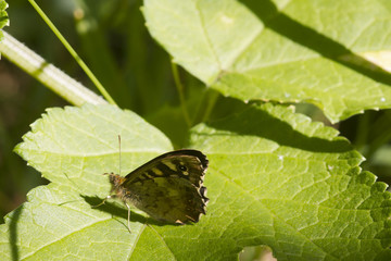 speckled wood butterfly