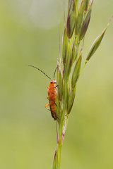 Beetle (Rhagonycha fulva)