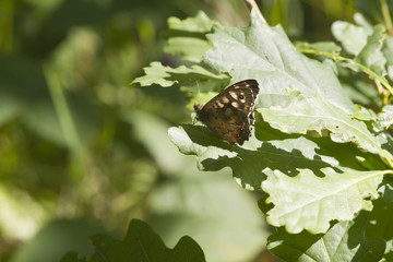 speckled wood butterfly