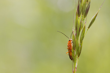 Beetle (Rhagonycha fulva)