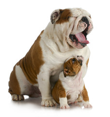 Fototapeta premium father and son dog