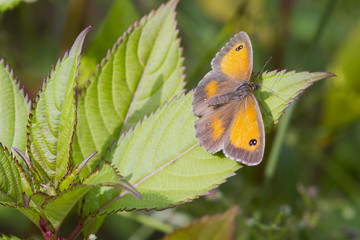 Gatekeeper Butterfly (Pyronia tithonus)