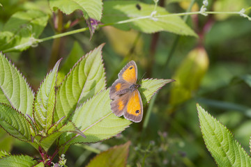 Gatekeeper Butterfly (Pyronia tithonus)